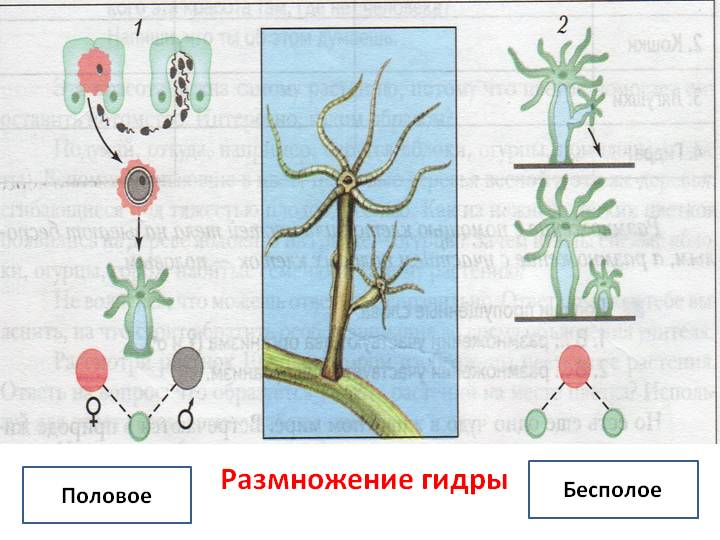 Кракен продает наркотики